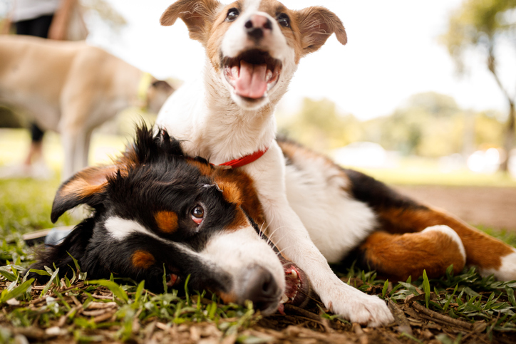 animais de estimação